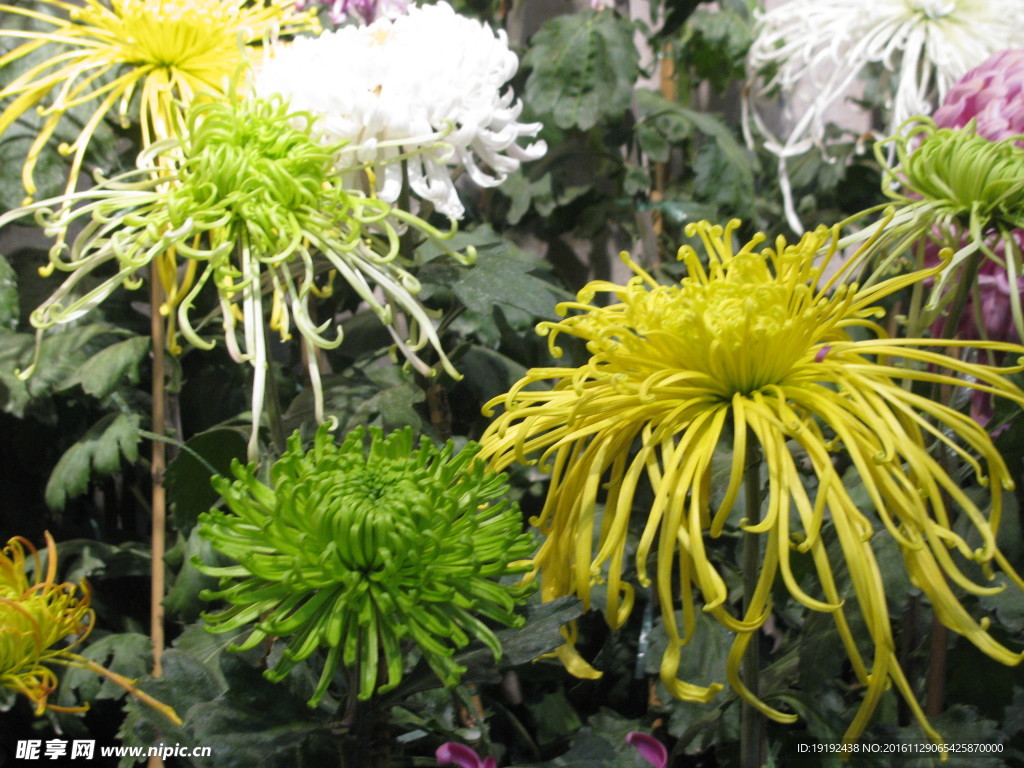 菊花