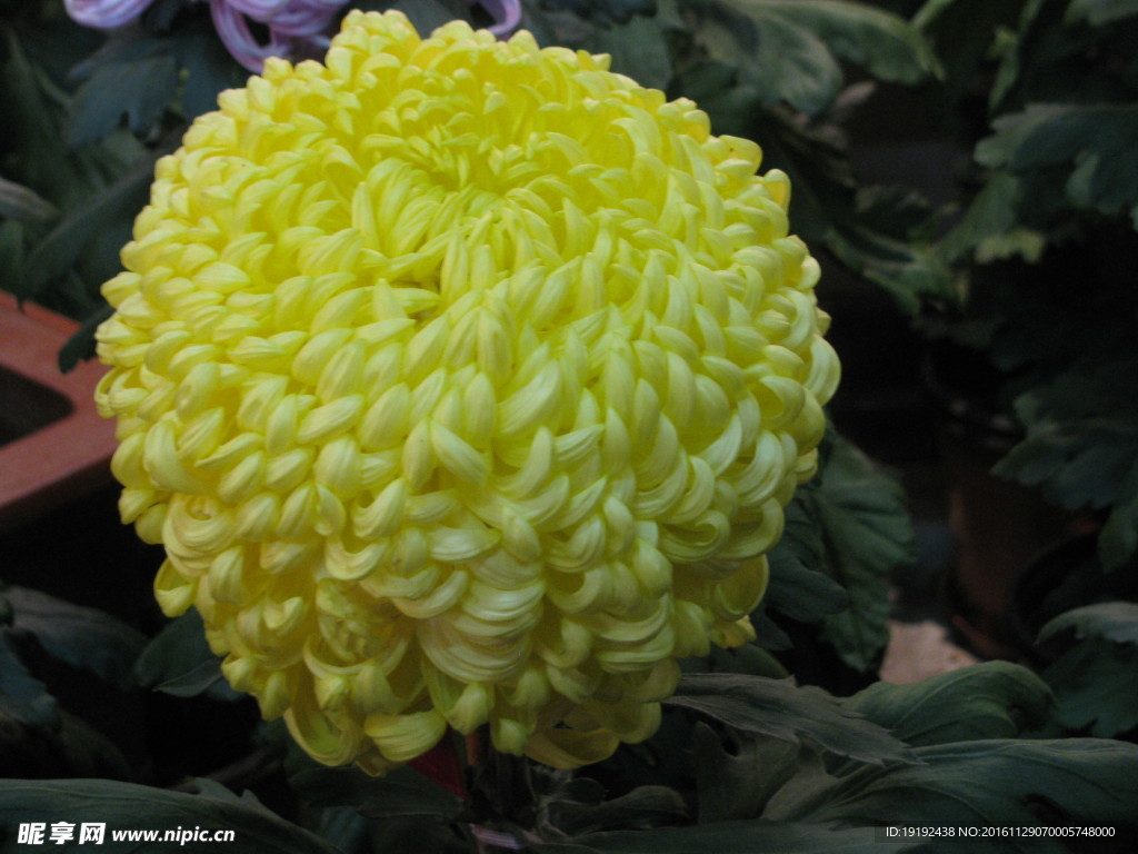 菊花
