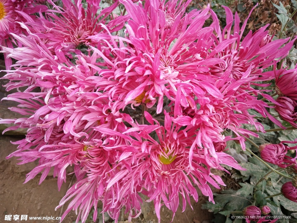 菊花 秋菊 红菊花