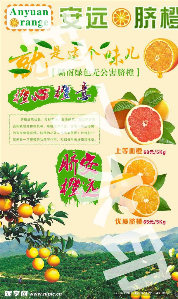 安远脐橙2