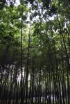 竹林