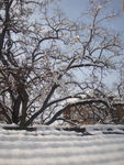 雪