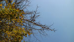 晴空下的秋色银杏