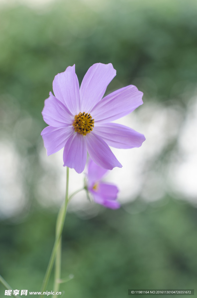 格桑花