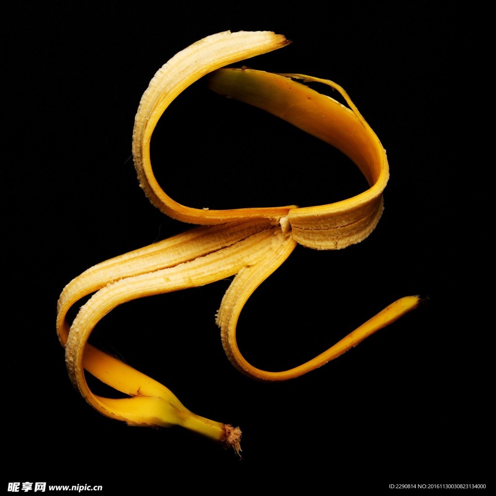 香蕉 水果 香蕉树 生香蕉 新