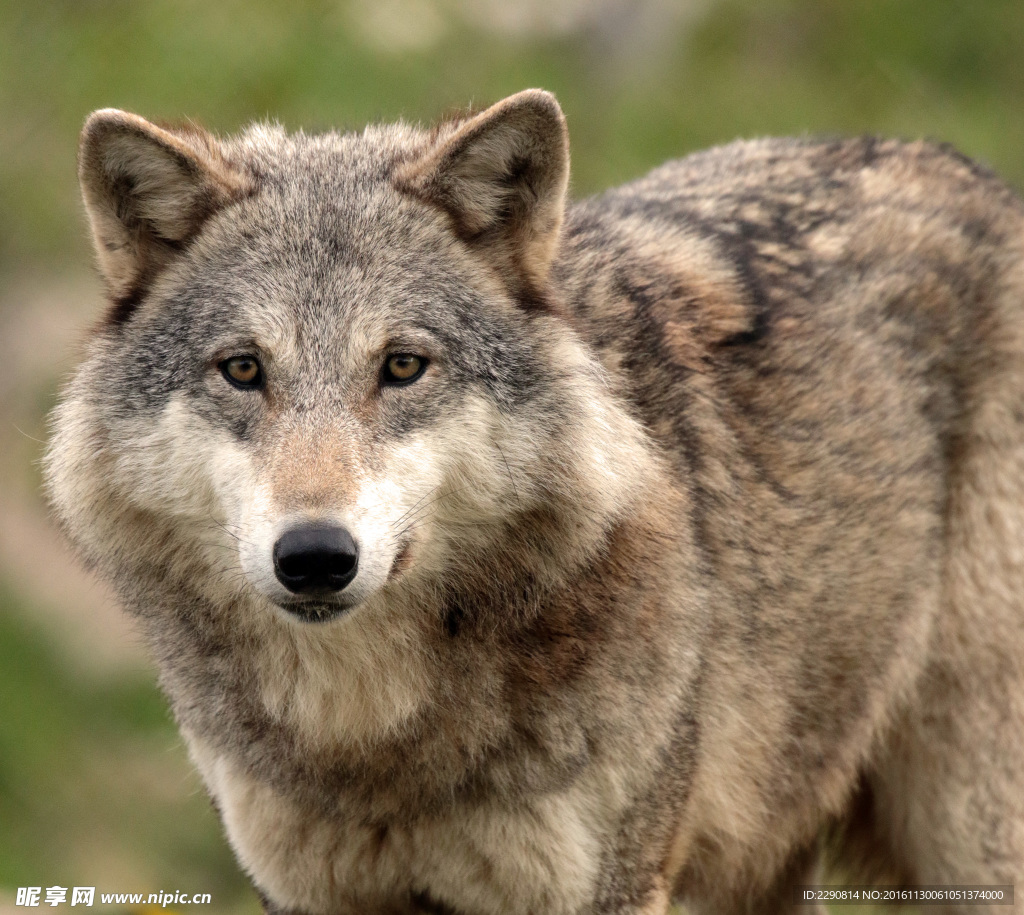 狼 动物 野生 野性 生态 凶