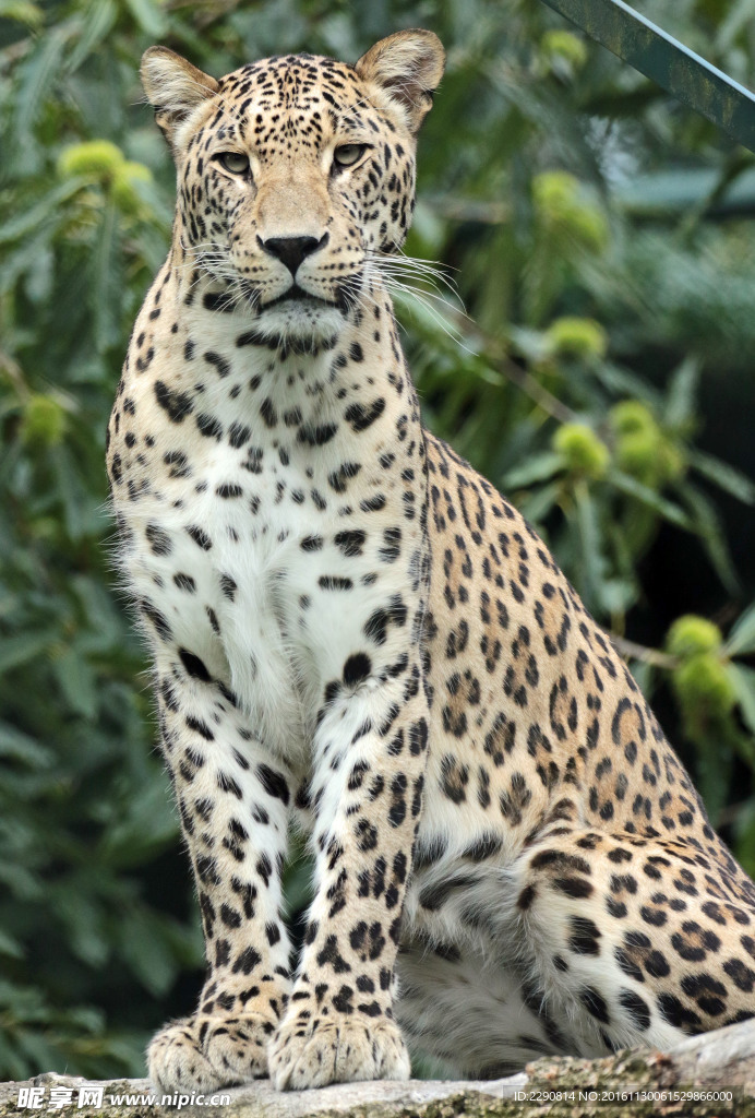 豹子 豹 猎豹 野生豹子 野生