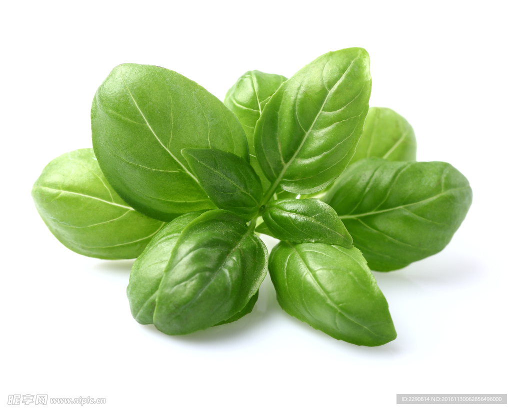 蔬菜 生菜 素材 菜 菜叶 绿