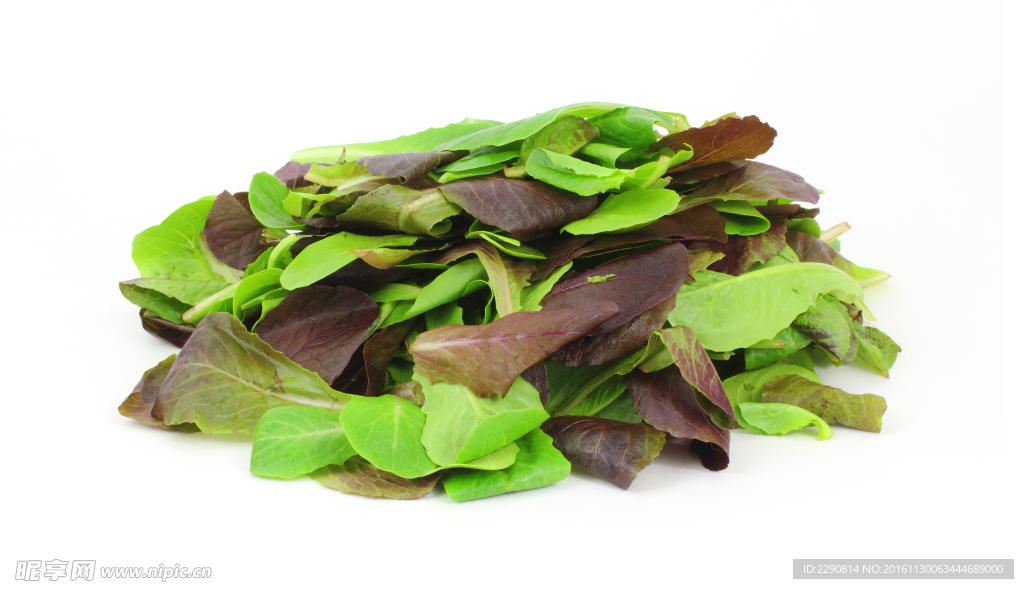 生菜叶 绿色 蔬菜 蔬果 高清
