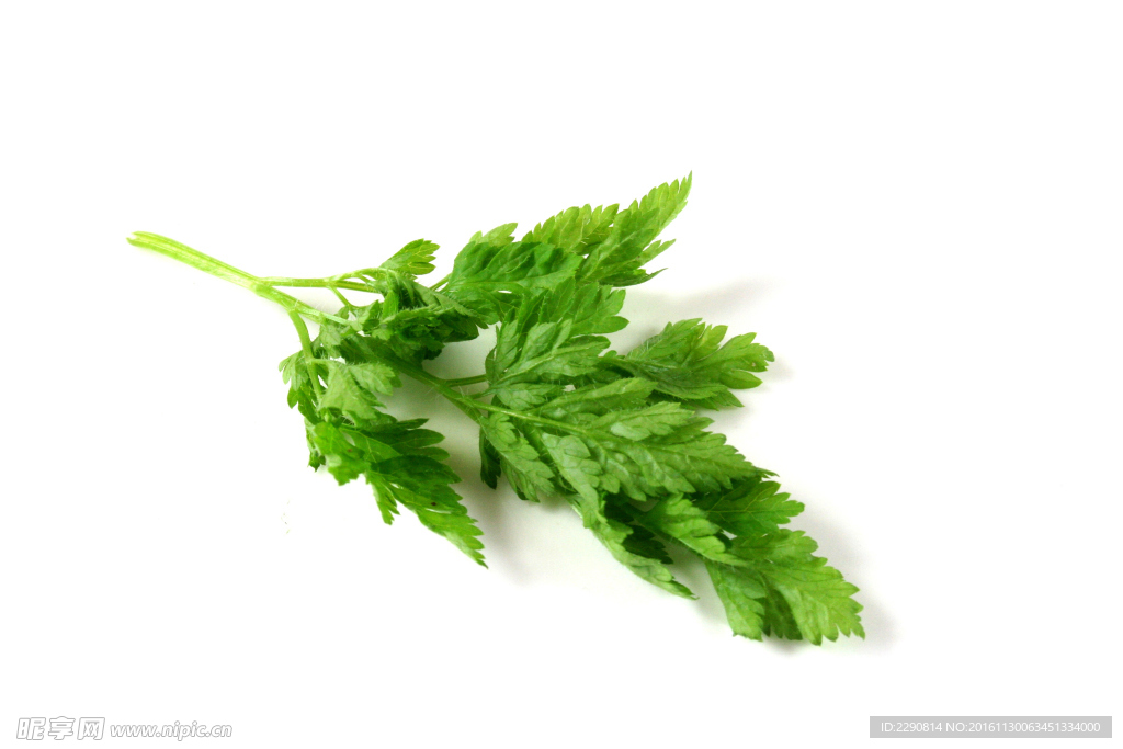 芹菜 静物 拍摄 晚上 摄影棚