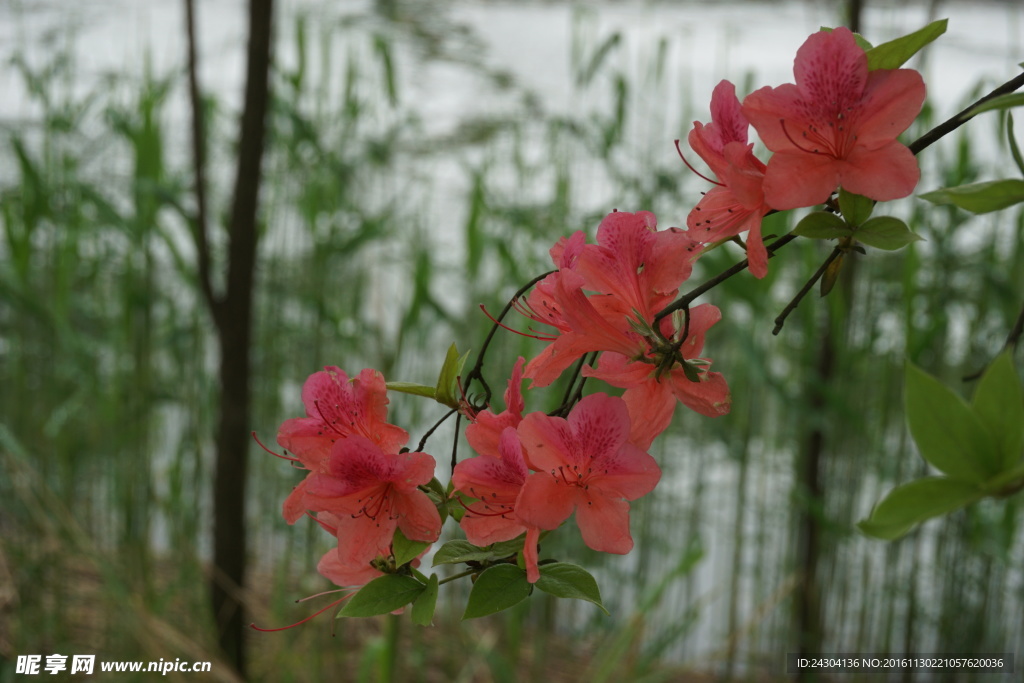 一枝小花