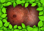 绿色树叶年轮木桩图片