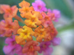小花