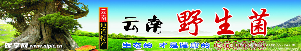 大树 风景 草原 云南 野生菌