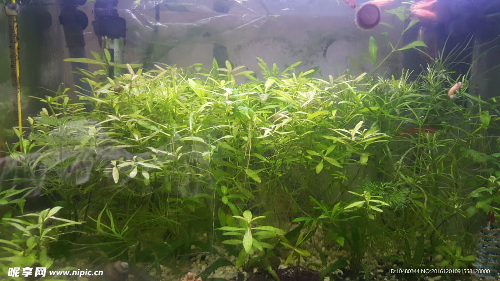 水草造景