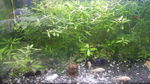 水草造景