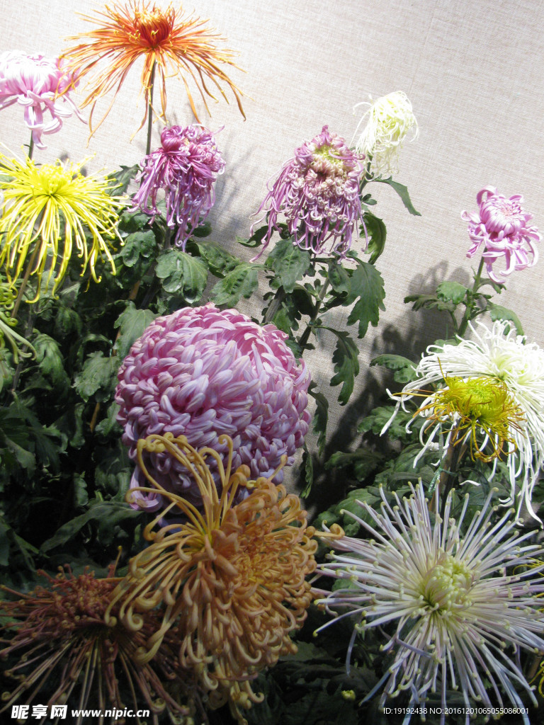 菊花