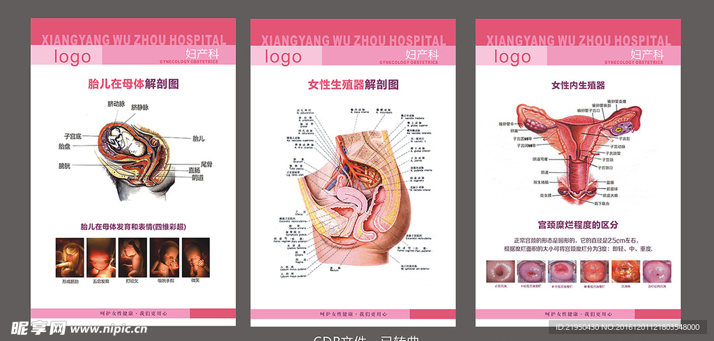 妇产科解剖图