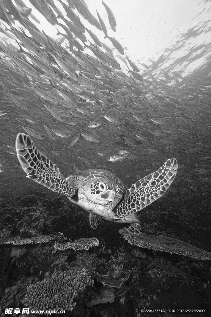 海龟