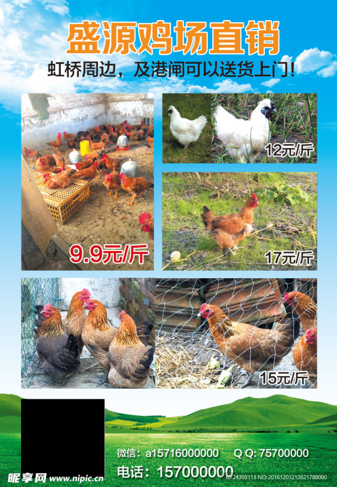 散养鸡宣传单
