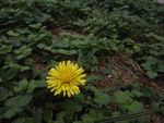 丛中的小花