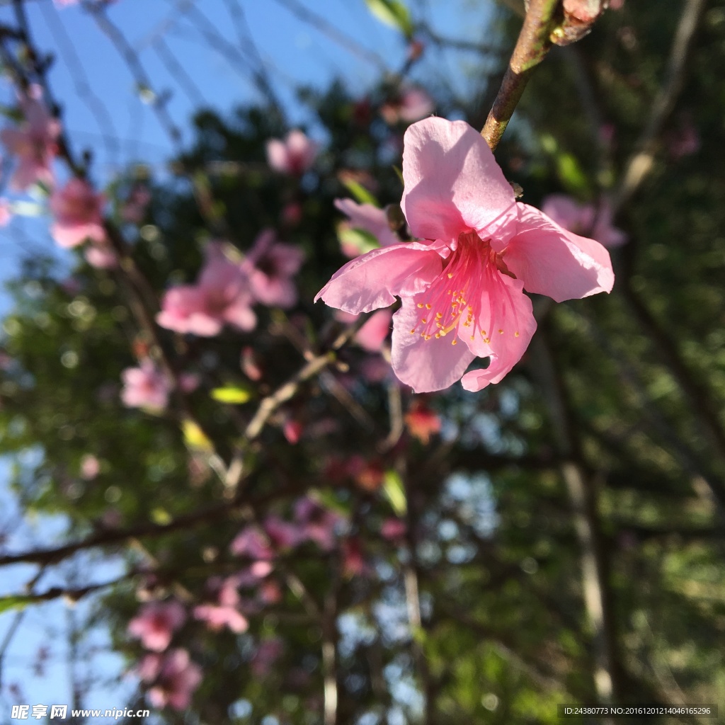 阳光下的桃花