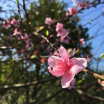 阳光下的桃花