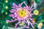 粉色菊花图片