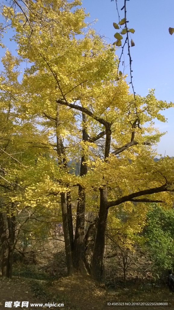 韶关银杏树
