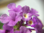 紫色小花