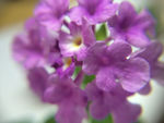 紫色小花