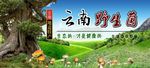 云南野生菌 菌类 草原 大树