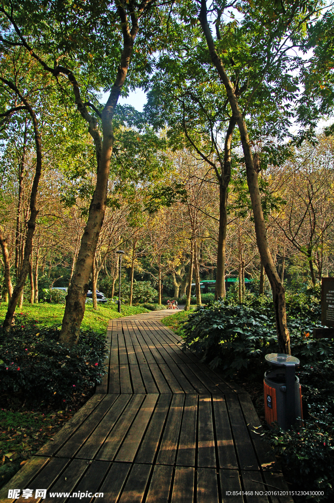 树林 游步道