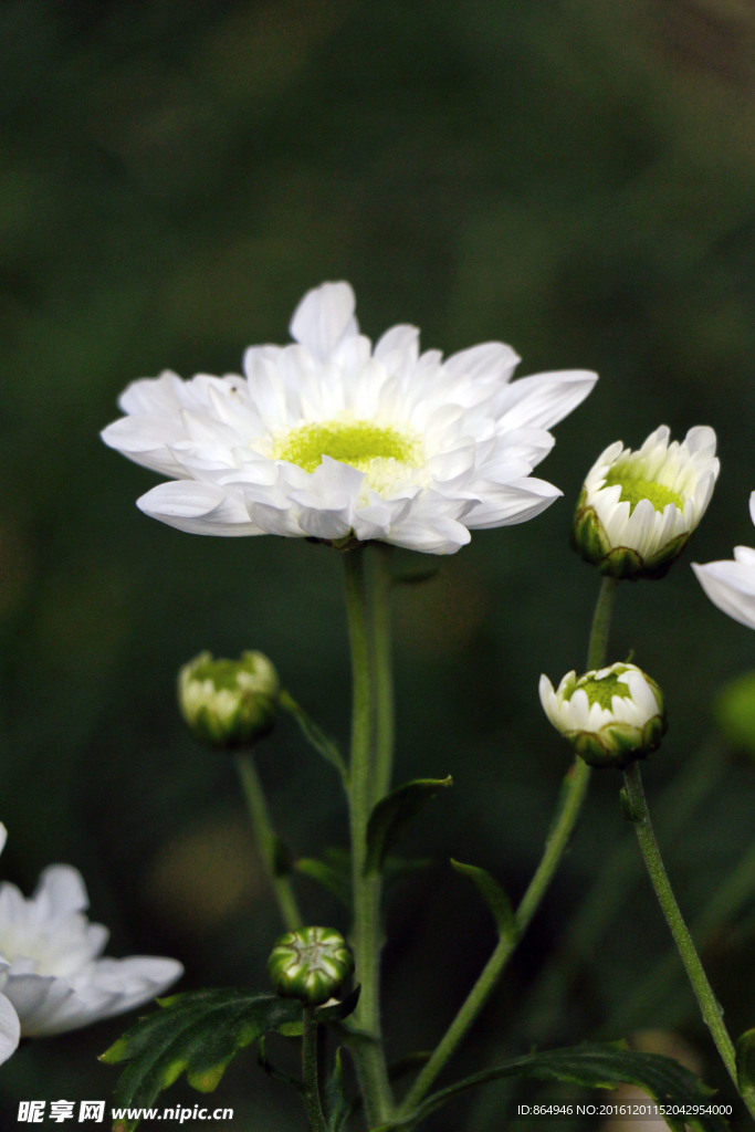 菊花