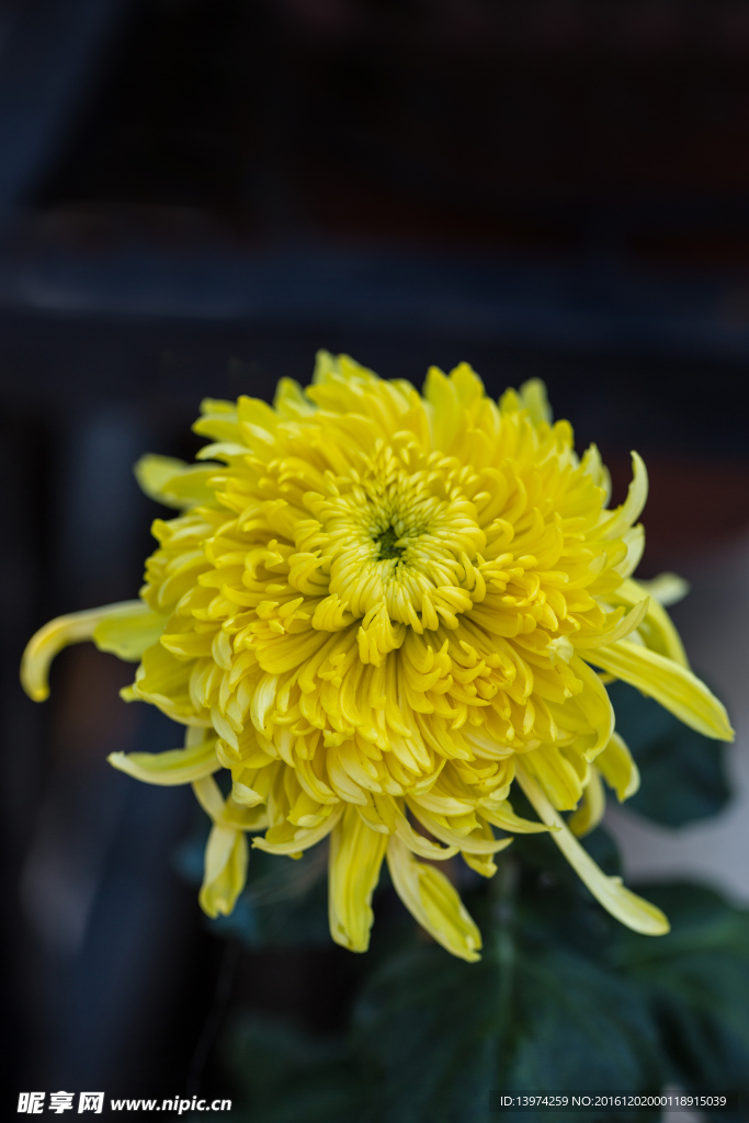 菊花
