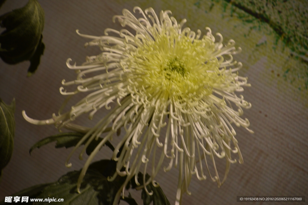 菊花