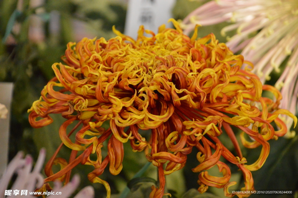 菊花