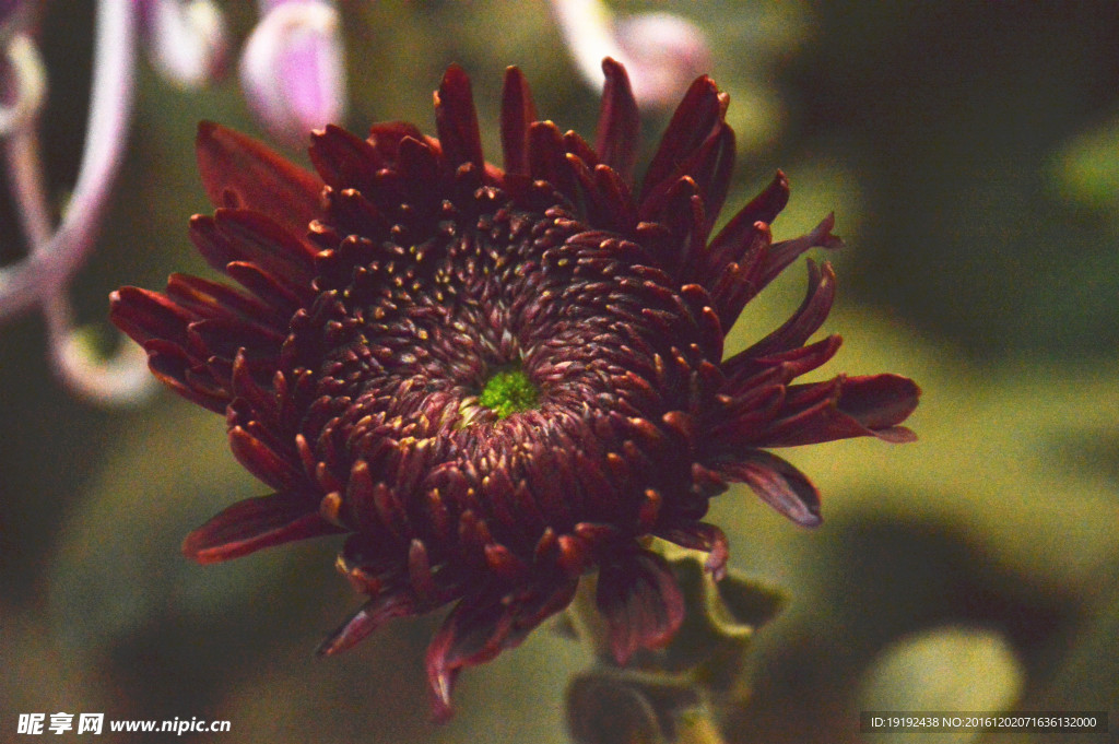 菊花