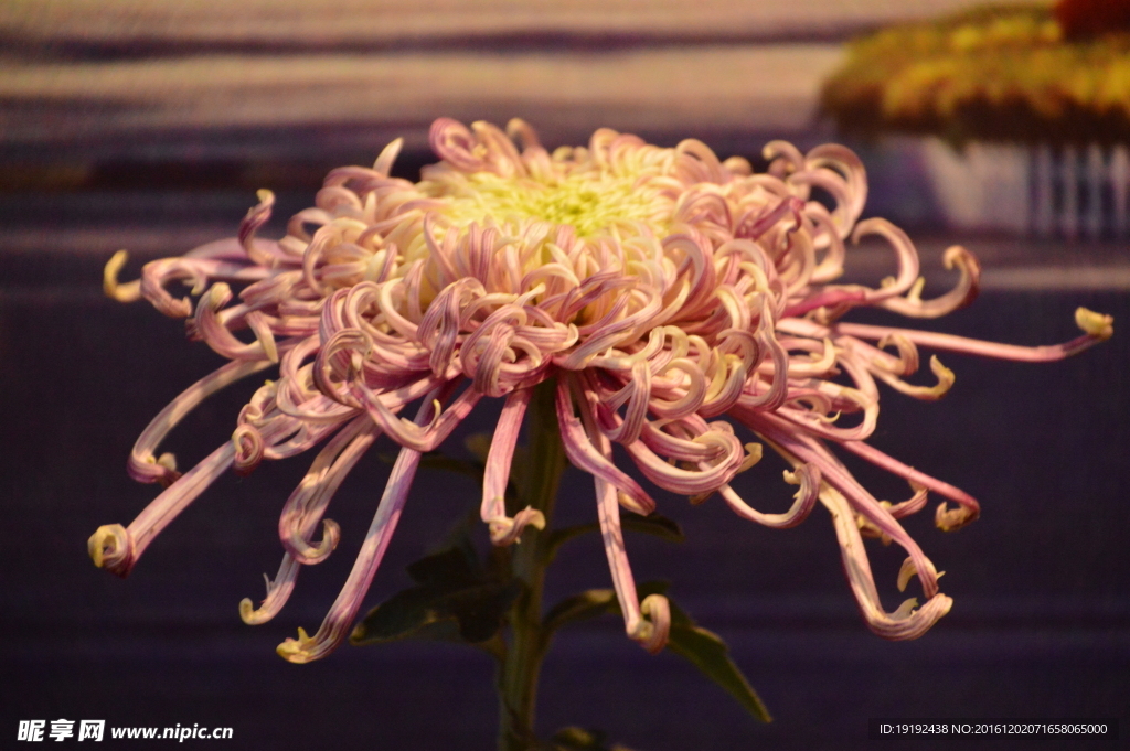菊花