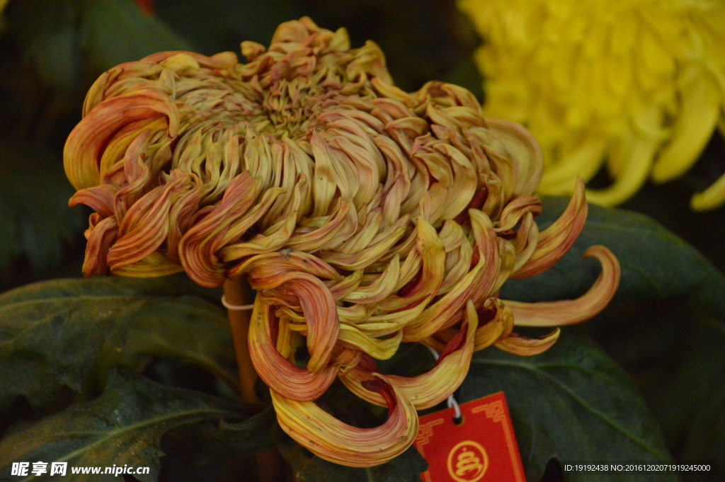 菊花