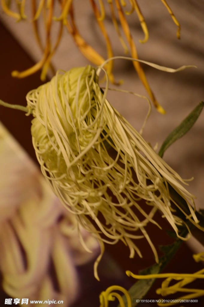 菊花