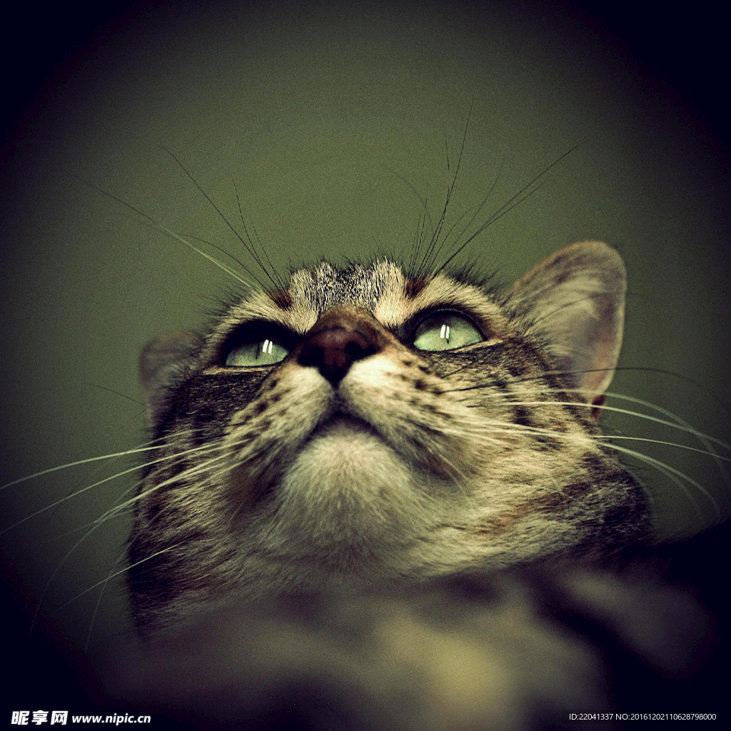 小猫