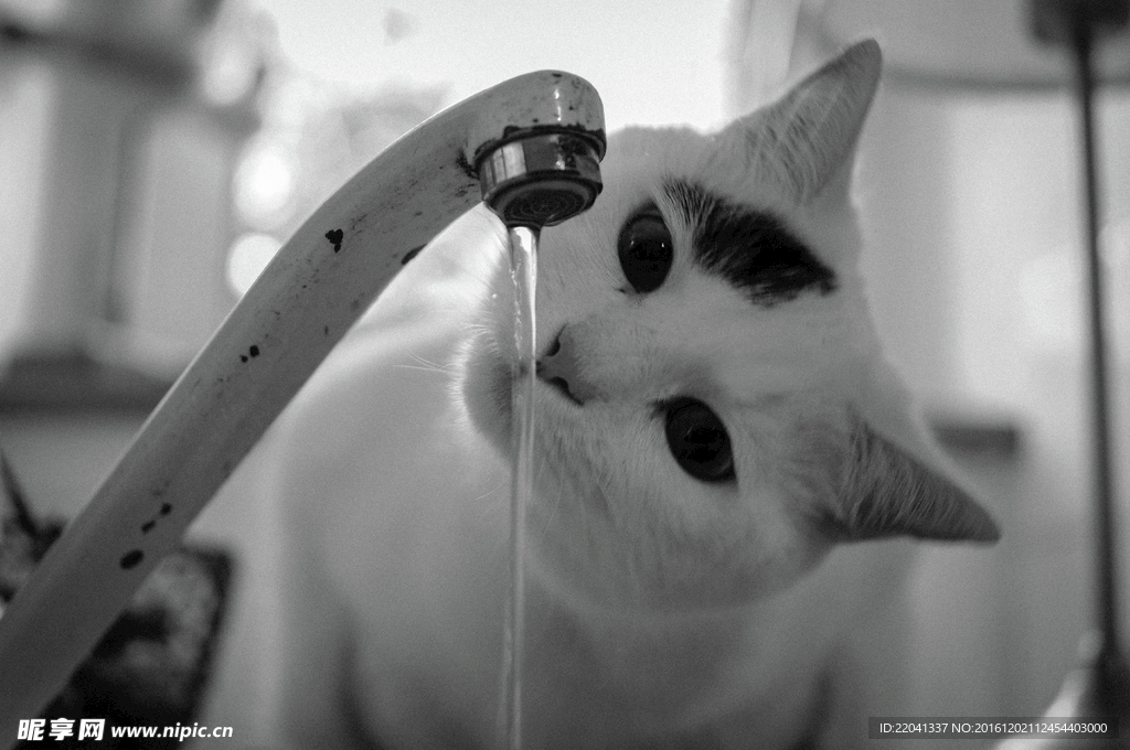 小猫
