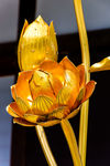 金莲花