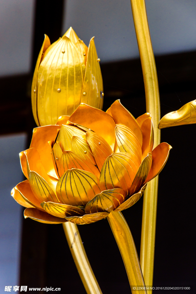金莲花