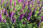 紫色薰衣草植物图片