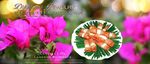 美食海报
