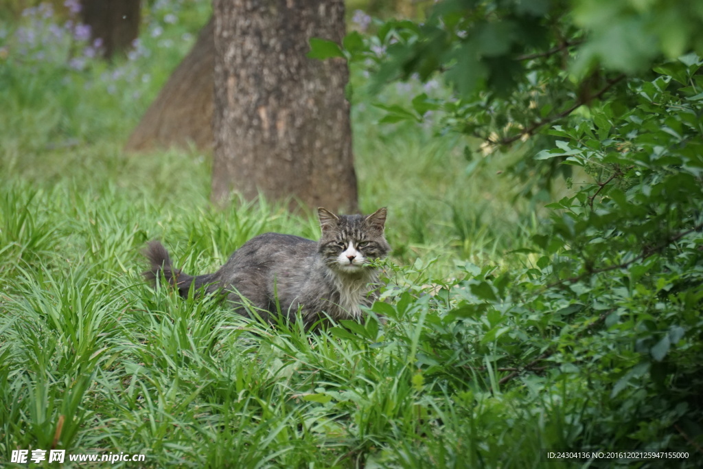 草丛中的猫