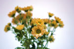 秋菊