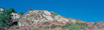 山 花 石头